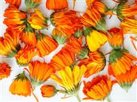 Tohumlar hangi yöne büyüyeceklerini nasıl bilirler?