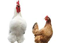 Tavuklar neden uçamaz?