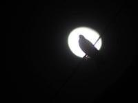 Ay’ın nasıl oluştuğu niçin hala bilinemiyor?