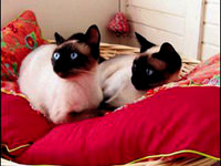 Kediyi kesti, kanını içti!