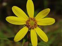 Çiçeklerin kokusu değiştiriliyor