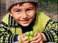 Kilosu 100 liraya turfanda erik