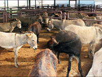 Ölümün kıyısında