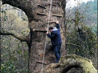 Define için ağacı oydular