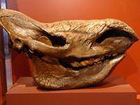 600 yıllk gergedan kafatası bulundu