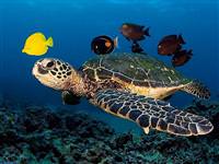 Kaplumbağaların kabuksuz olduğunu biliyor muydunuz?