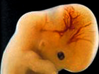 Ceninlerden koleksiyon!