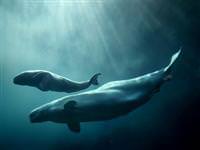 Seyircilerin önünde eğiticisini öldürdü