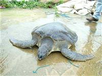 Caretta caretta sahilde ölü bulundu