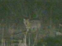 Aç kurt paniğe neden oldu