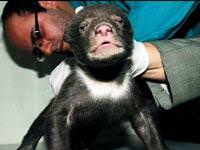 Yavru ayılara keçi sütü