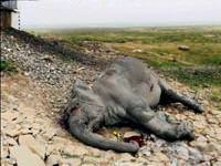 İki file tren çarptı