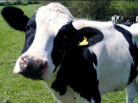 Okyanus ötesinden hamile inekler geliyor