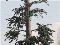 Kestiği ağacın altında kalan kişi öldü