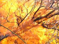 Muğla'da orman yangını