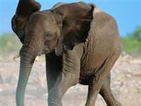 Ülkeyi filler bastı