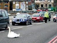 Durun kraliçenin kuğusu