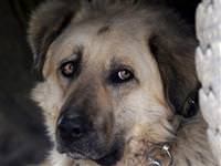 Köpekğin ilginç eylemi