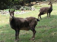 Bu da oldu! Keçi çobanları vurdu...