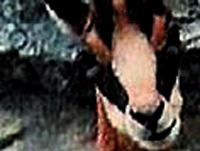 Keçi tüfeğe bastı 2 çoban yaralandı