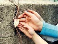 Sarmaşık çiçek yerine taş açtı