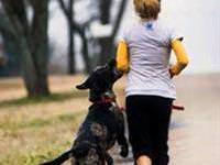 Köpekler koşuda sınıfta kaldı