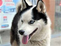 Sokak köpekleri için barınak