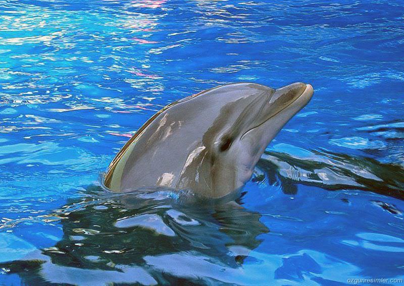 Yunuslarda "travma" yaratıyormuşuz!