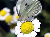 Hafta sonu İstanbul'a bahar gelecek