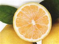 Mikropların düşmanı limon