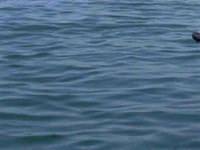 Yalova'da deniz kazası