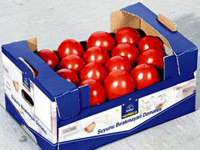 Piknikçiler için su bırakmayan domates