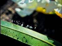 3 bin yılda bir açıyor