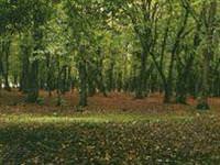 Ormanda dolaşırken bomba buldu