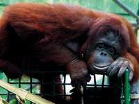 Orangutana doğum günü partisi