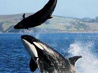 Yunus yaşam savaşında yenildi