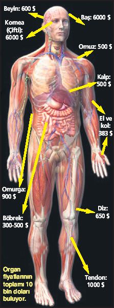 Ölümüz para basıyor