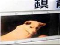 Japonya'da sahipsiz köpekler gaz odasına