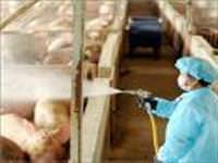 DSÖ'ye domuz gribi incelemesi