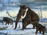 Mamut türü neden yok oldu?