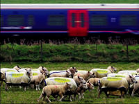 Berlin'de koyunlar trene kurban gitti