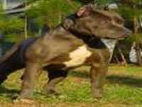 Pitbulla tehdit eden 3 kişi gözaltına alındı