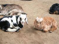 Hayvanlara şap aşısı yapılacak