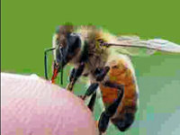 Çaresiz hastalığa arılar çare oldu!