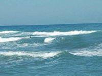 Köpeğini için can verdi