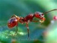 Kene avcısı karıncalar ormanlarda iş başında