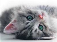 Kedi aids’i fiv’den korkmayın!