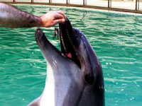 Obur yunuslar patronunu batırdı!