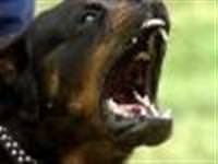Rotweiller saldırısında ağır yaralandı