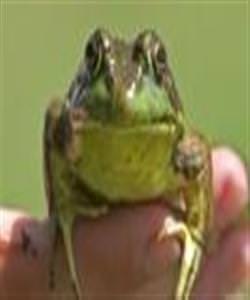 Hayvanlar da yalan söyler